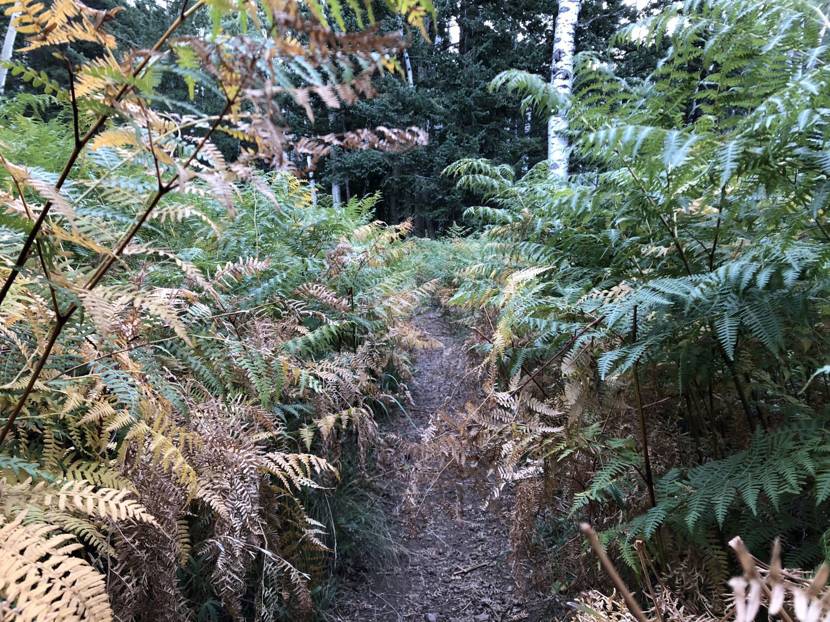 kachina fern 1